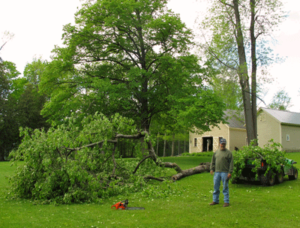 Doug Decker cleans up ancient crab apple tree after hail storm hits Rosslyn on May, 16, 2012.