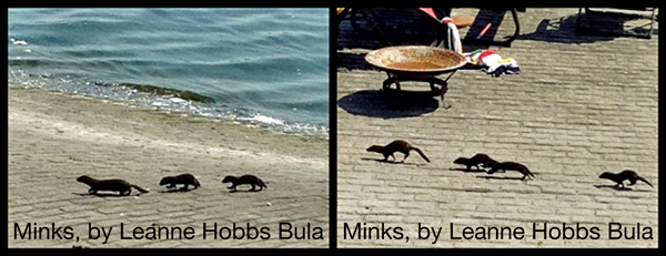 Minks, by Leanne Hobbs Bula