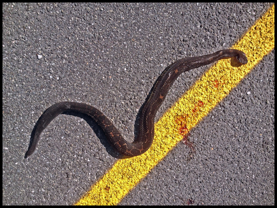 Timber Rattlesnake killed on Lakeshore Road in Essex, NY on August 22, 2012.