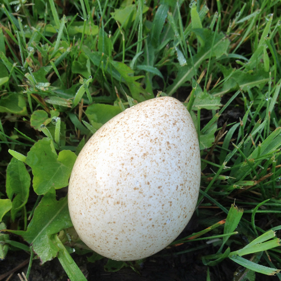 Mysterious speckled egg as I first saw it.