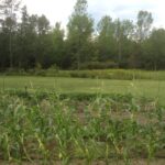 Nearly mature corn partially flattened and snapped by July 19 thunderstorm.