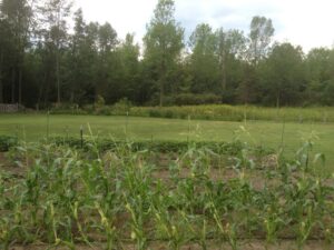 Nearly mature corn partially flattened and snapped by July 19 thunderstorm.