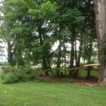 Limb split from locust tree during thunderstorm