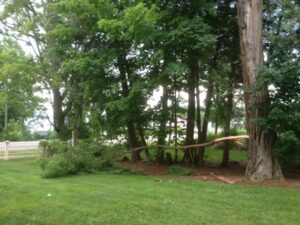 Limb split from locust tree during thunderstorm