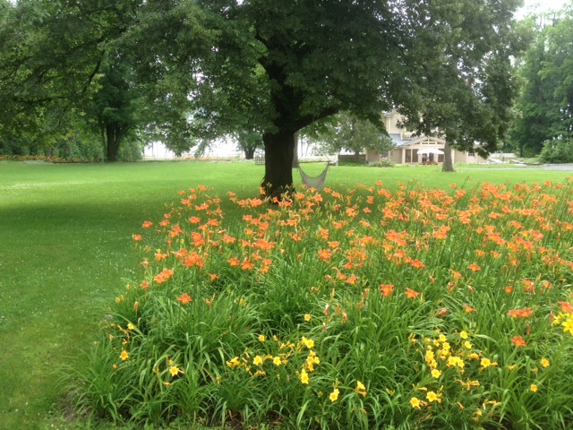 An old foundation filled to brimming with day lily blossoms at Rosslyn.