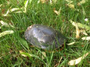 Painted Turtle Enjoying the Grass