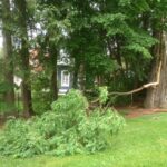 Limb split from locust tree during thunderstorm