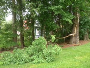 Limb split from locust tree during thunderstorm