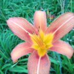 A familiar day lily blossom at Rosslyn.