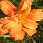 Layered Orange Day Lily