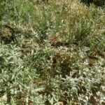 Garter snake sunning in the Snow in Summer ground cover at Rosslyn in Essex, NY.