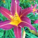 A flush or garnet and safron among the day lily blossoms at Rosslyn.