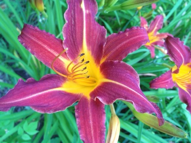 Day Lily Daze