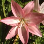 Coquettish Day Lily