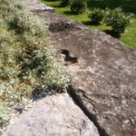 Garter snake gliding out of the Snow in Summer ground cover at Rosslyn in Essex, NY.