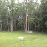 Branches and leaves scattered over lawns by July 19 thunderstorm.