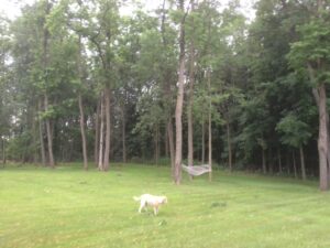 Branches and leaves scattered over lawns by July 19 thunderstorm.