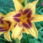 Honey and burgundy among Rosslyn's day lily blossoms.