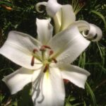 Day Lily Innocence