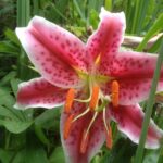 Day Lily Fiesta