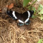 I saw this tuxedo'ed butterfly resting beneath a blueberry bush.