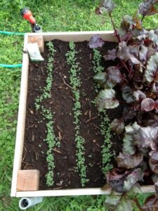 Nero di Toscana kale seedlings in a raised bed.