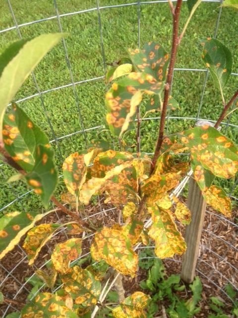 Cedar-Apple Rust on Pixie Crunch Apple Trees