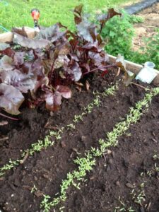 Swiss chard seedlings in a raised bed.