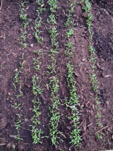 Spinach seedlings in a raised bed... in August?!?!