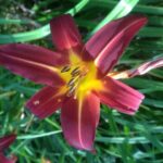 The newest addition to the 2013 Rosslyn daylily extravaganza.