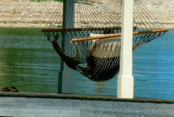 Rosslyn Hammock (Photo: Eve Ticknor)