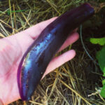 These slender, curving Asian eggplants are beautiful and delicious on the grill or in stews.