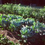 The foliage on the Brussels sprout plants looks like lace. Full of holes!