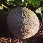 We're enjoying a heavy melon crop including cantaloupe, musk melon and watermelon.