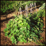 Gangbuster cuke season! They're getting too big too fast...