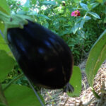 Deep purple (almost black) eggplant enjoying the shade.