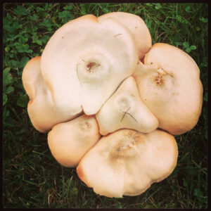 A mystery mushroom clump has sprouted in Rosslyn's back meadow.