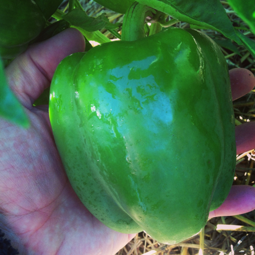 Autumn Vegetable Garden Update