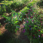 Almost orderly rows of zinnias, eggplants and tomatoes.