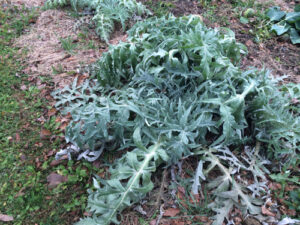 The Imperial Star artichokes remain healthy, but they failed to produce even a single choke this summer.