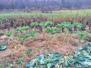 I've stripped the Brussels sprouts in the hopes of fattening their frost-sweetened treats.