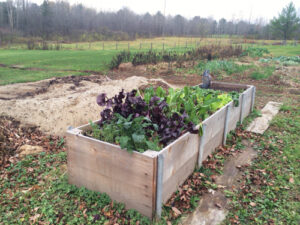 November greens (and purples) that continue to nourish us.