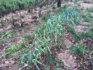 It's time to start harvesting the leeks, perfect timing for outside grilling and soup.