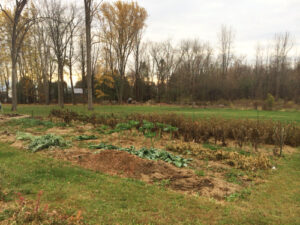 Leaves are gone and frost is frequent, but Rosslyn's veggie patch is no crying matter.