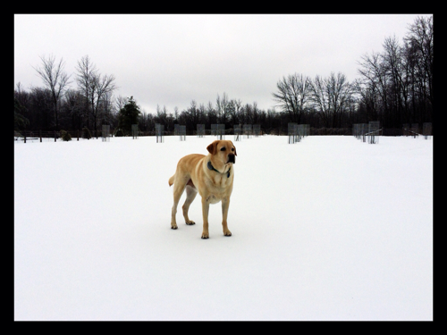 Griffin listening to the cold snap "thunder" booming...