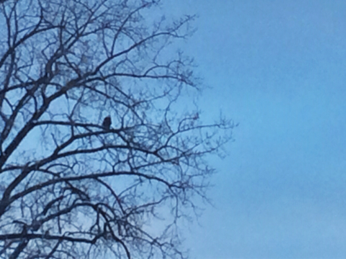 Bald eagle sitting in tree along Essex waterfront watching ducks.