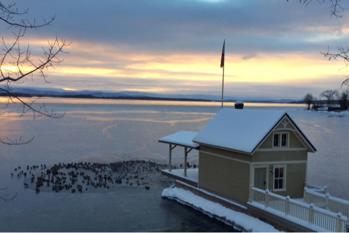 "Sitting ducks" enjoying open water created by the boathouse bubbler (while bald eagle watches.)