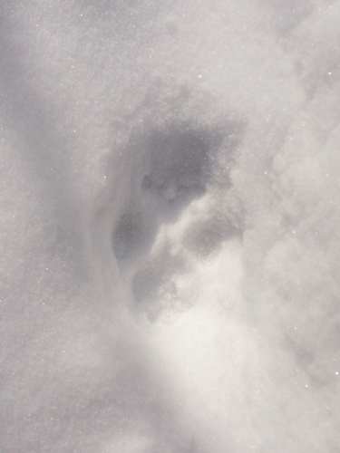 Fox Tracks, Foxtrot & X-Country Skiing