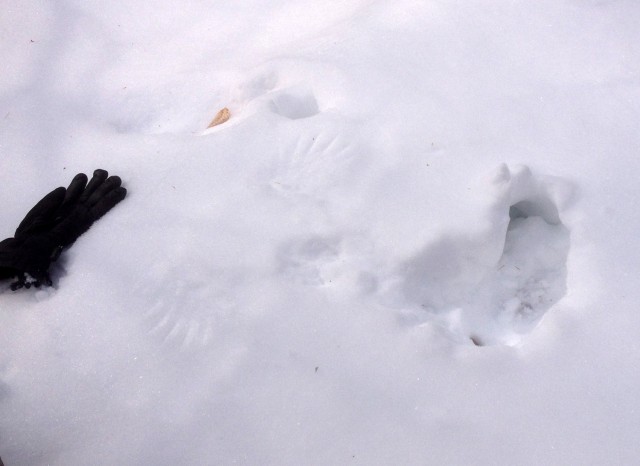 Decrypting Bird Tracks in Snow: Grouse Hole (Credit: Kim Rielly)