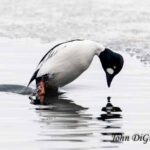 Goldeneye duck in Essex on Lake Champlain (Photo: John DiGiacomo)